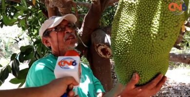 ¿Cómo se llama la fruta que sabe a todas?