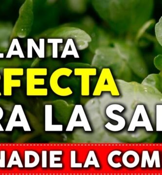 ¿Cuál es la verdura más nutritiva?