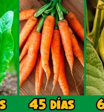 ¿Qué verduras dan rápido?