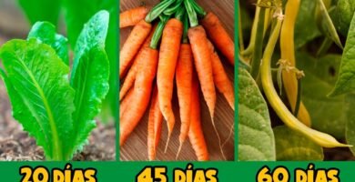 ¿Qué verduras dan rápido?