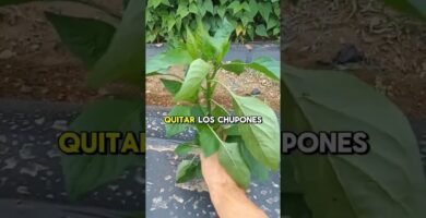 trucos para cortar rápido pimientos con el menor esfuerzo posible