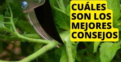 trucos para cortar rápido tomates evitando derrames
