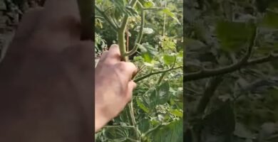 trucos para cortar rápido tomates sin perder nutrientes