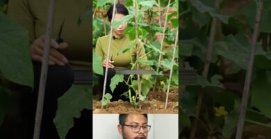 trucos para cortar rápido pepinos optimizando el espacio del recipiente