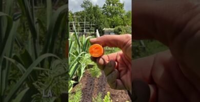 errores al picar zanahorias optimizando el espacio del recipiente