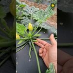 trucos para cortar rápido calabacines en menos de un minuto