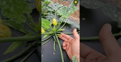 trucos para cortar rápido calabacines en menos de un minuto