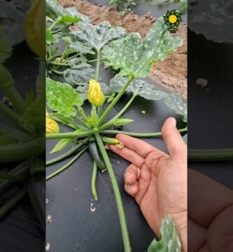 trucos para cortar rápido calabacines sin perder nutrientes