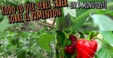 errores al picar pimientos optimizando el espacio del recipiente