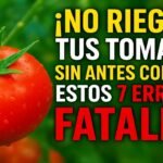 errores al picar tomates sin dañar la tapa